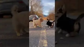 That Dog Did a Hit-and-Run!#FunnyAnimals #HitAndRun #PetVideo #ComedyClip #Shorts #Reels