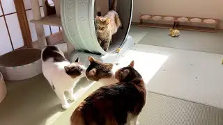 毎日欠かさずキャットホイールで運動する猫