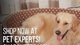 Pet-Experts Your # 1 Pet Product Store! Come see the latest trends @  