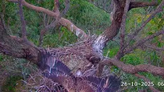 Sea-EagleCAM 2025.10.26 🎉🥳SE35 fledged!SE36 ate breakfast alone.