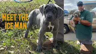 🦴Meet the IceMan #dog #dogs #canecorso #bulldog #caseknives #