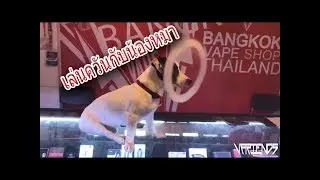 คนไทยเล่นควัน กับน้องหมา!!!