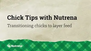 Chick Tips with Nutrena: Transitioning Chicks to Layer Feed