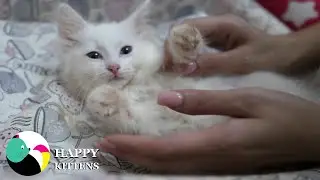 Мама гладит белого котенка