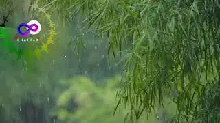 Relax Rain in Forest &ndash; Green Nature Ambience for Deep Calm 12 Minutes