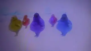 The Boohbahs Swing Their Arms and Shape Up To I Love It When It Rains