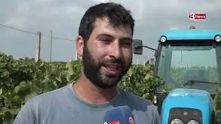 La vendemmia 2019 in Sicilia occidentale: parla il vice Presidente CIA Matteo Paladino