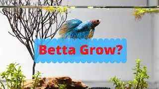Do Betta Fish Grow?