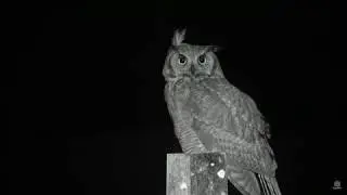 Great Horned Owl Roost visit by Juvenile
