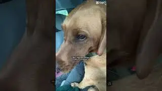 Puppy! #foryou #subscribe #dog #edit #shortvideo #shorts #blowup #fyp #cute #youtube #funny
