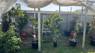 Mapping out where my tropicals are going to live in the ground￼😊🇦🇺😁