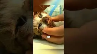 #pets #heartwarmingpets #cuteanimal #story #animals #heartwarming #cat #touchingstory #shorts
