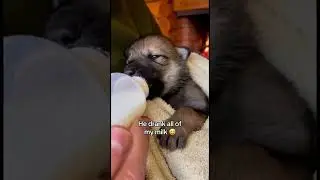 I saved a wolf pup 🥹 #wolf #wholesome #puppy #rescue #pregnant