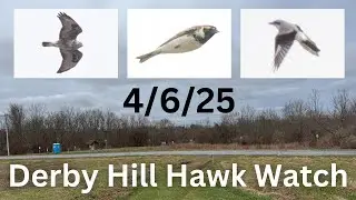 [37] Rough-legged Hawk, Northern Shrike, Lapland Longspurs at the Derby Hill Hawk Watch, 4/6/25