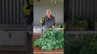 Stinging nettle - drying