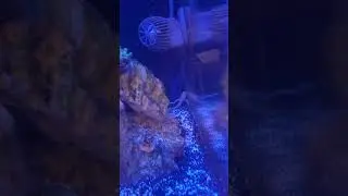 Goby issues