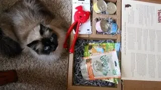 MCDREAMY RAGDOLL CAT GETS PAWALLA GIFT BOX