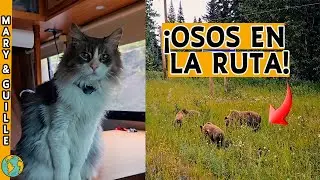 |T4.E43| ❌ALERTA❌ ASÍ REACCIONA nuestro GATO al ver OSOS 🐻 por primera VEZ | Rumbo a ALASKA