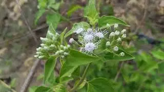 white flower || WORLD PHOTOS AND VIDEOS By PJSS