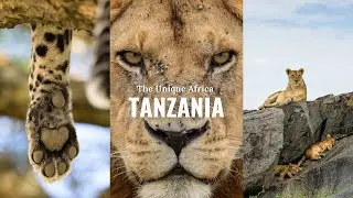 TANZANIA 🇹🇿 2025 | The Unique Africa | Ndutu Plains,  Central Serengeti & Ngorongoro Crater 4K HDR
