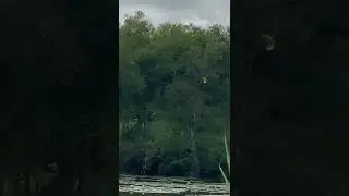 Thousands of birds at Lake Panic