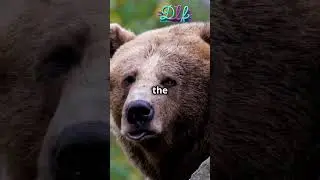 Exploring the Most Bizarre Animal Adaptations