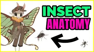🔴 How to Draw MOTH CHARACTERS