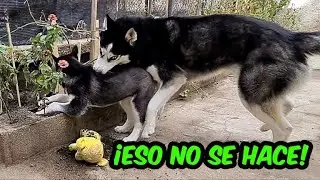 Mi perro educa a husky puppy a no escarbar y a compartir