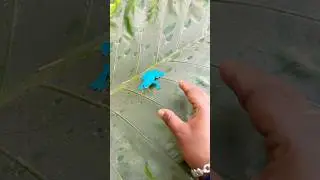 Funny frogs Catching | Wep wep catching frogsfunny |boing catch frogs make you laugh #shortsfeed