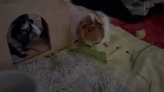 So Who's Boss? Trouble And Sage