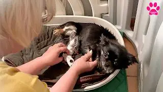 Собака начала рожать РАНЬШЕ ВРЕМЕНИ! Самые необычные роды в нашем питомнике. Всё не очень хорошо.