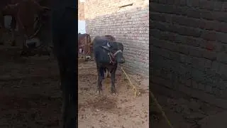 johta trending video #dairyfarm #growth #animals #trending #audio #youtubeshorts #viralvideo