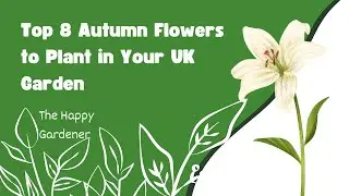 Top 8 Autumn Flowers to Plant in Your UK Garden