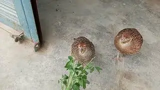 My teetar breeding Progress #teetar #birds #nest #birdgroup #viralyt 