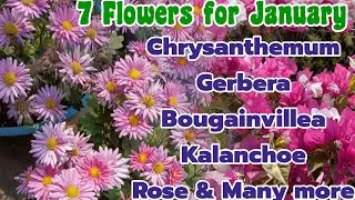 Top 7 flowers Chrysanthemum/ Rose/ Gerbera/ Bougainvillea/ Kalanchoe & Water lily