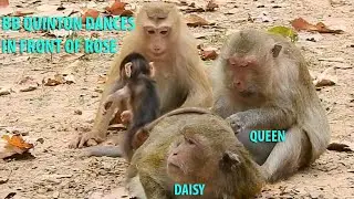 Wonderful!Pigtail Monkey Rose Want Playing With BB Quinton|Handsome BB Quinton Play With Rose