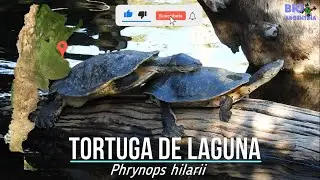 TORTUGA DE LAGUNA - POND TURTLE - Phrynops hilarii #turtle #tortoise #tortuga