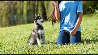 Husky play with owner @FunnySillyHuskyDog 