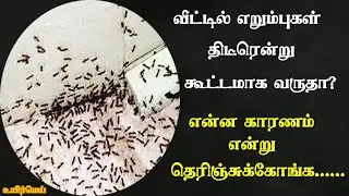 எறும்புகள் திடீரென்று கூட்டம் கூட்டமாக வருமா?