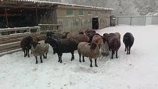 Будни ,27.12.25 год.,тел.89192404323