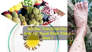 Đời Sống Ruồi Đục Tr&aacute;i / Fruit Fly Pest Life