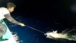 Catching Giant Trevally, Grouper Fish & Blubberlip Snapper Fish in the Sea