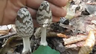 The fungus, Coprinopsis picacea, the magpie inkcap, inedible mushroom