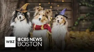 Weekend To Do List: Dog Halloween costume contest and themed parties in Massachusetts