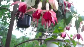 VIDEO0026
