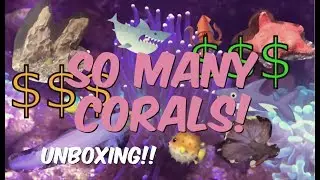 HUGE FISH HAUL! (corals, fish, inverts, rocks and more!)