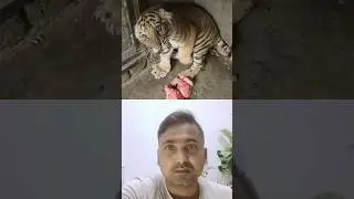 See How The Tiger Is Seeing Us #tiger #danger #bidesilife