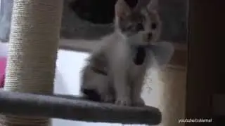 Tiny kitten exploring the cat tree