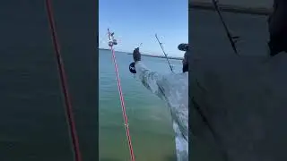 Shark Fishing Pier J Long Beach California  float rig setup