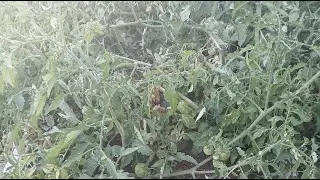 TOMATO PLANT SEEING FIRST SIGNS OF FROST!